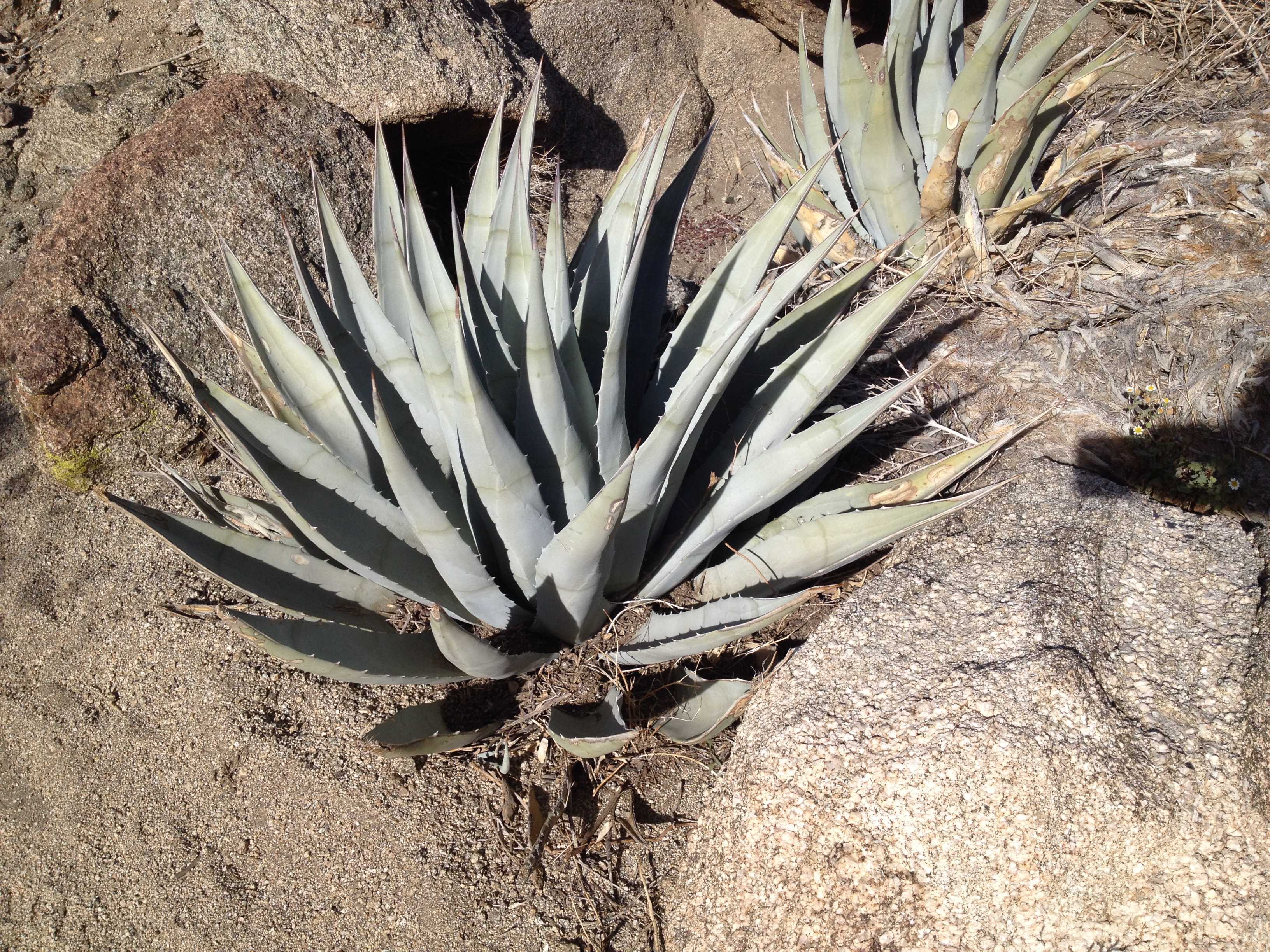 Hiking Art Smith Trail   Plant 